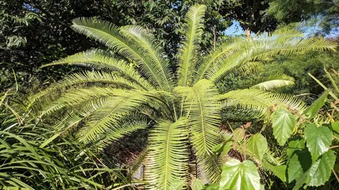 Lepidozamia Peroffskyana