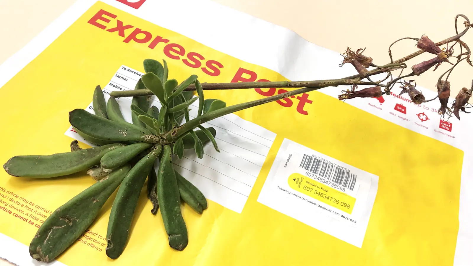 Identificators Plant Identifications | 含羞草传媒