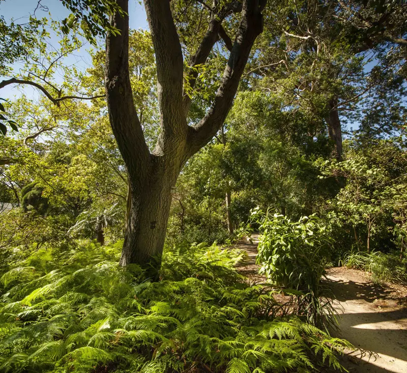 Australian Forest Walk - East Entry 