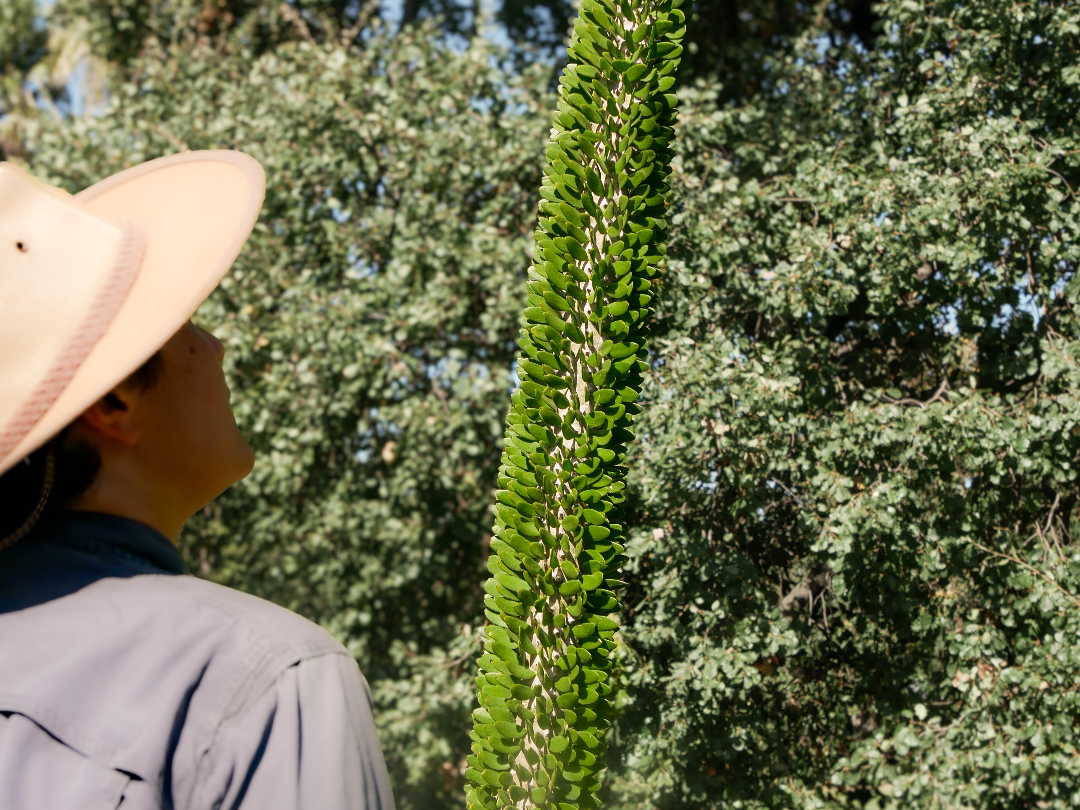 Horticulturist Jenni Bell admiring the Alluaudia procera (Madagascar ocotillo)