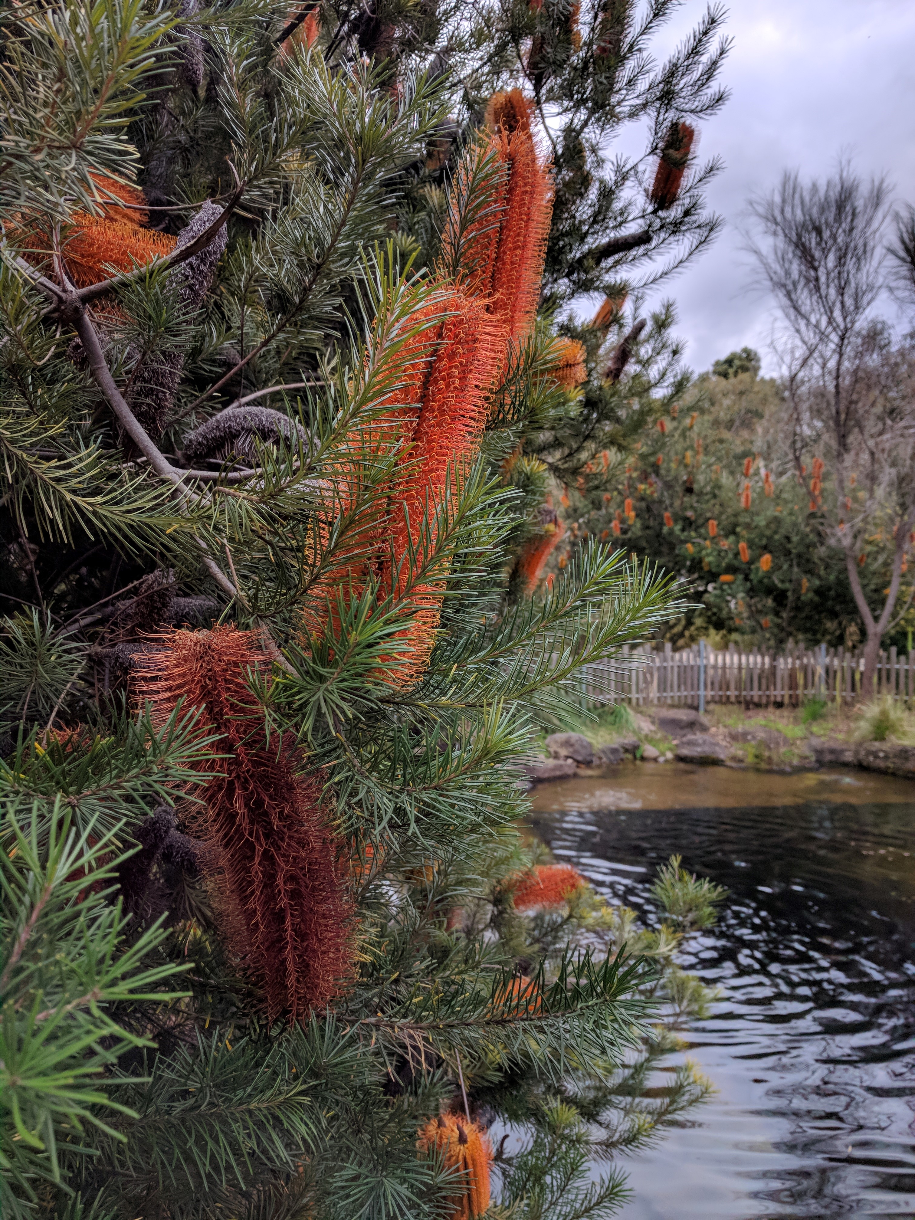 皇家植物园伊恩·波特儿童花园（The Ian Potter Foundation Children's Garden）