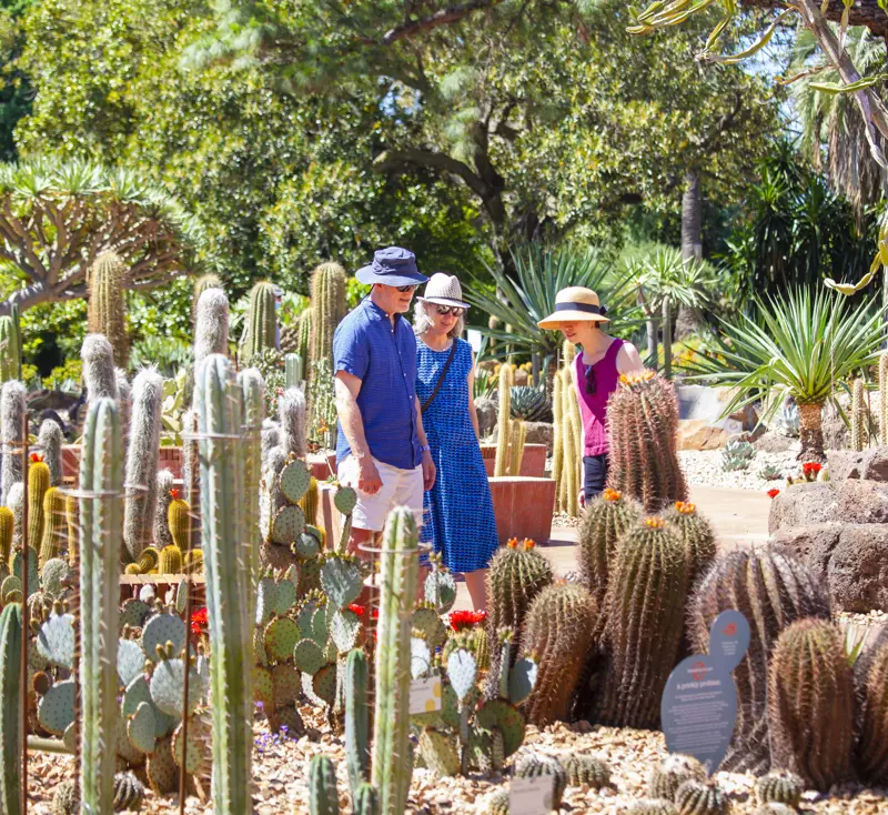 Arid Garden
