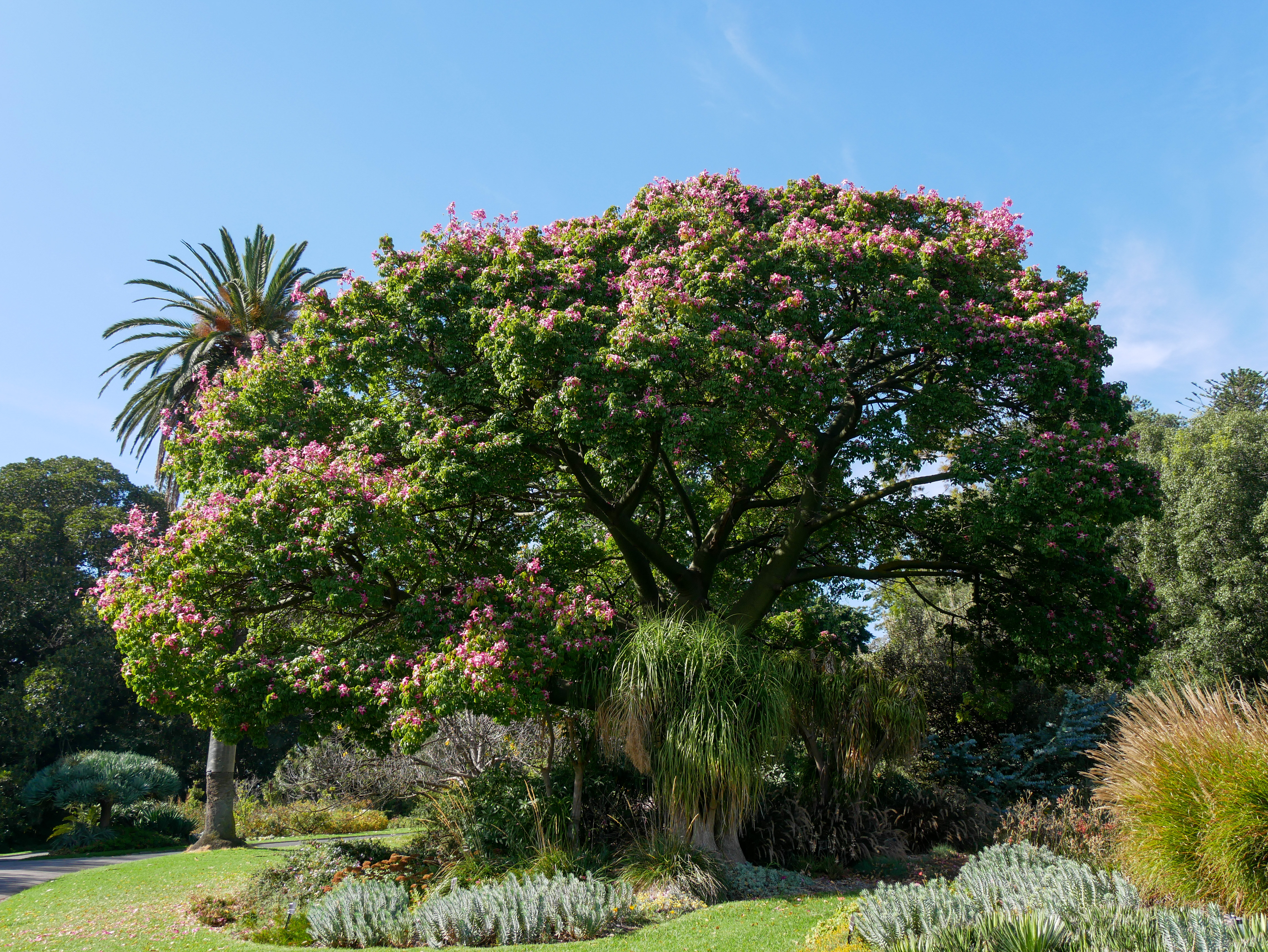 Ceiba speciosa (Silk floss tree)