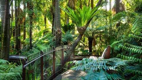 Fern Gully