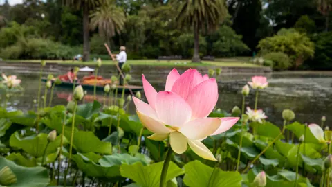 MG Solo 2 Lotuspunt