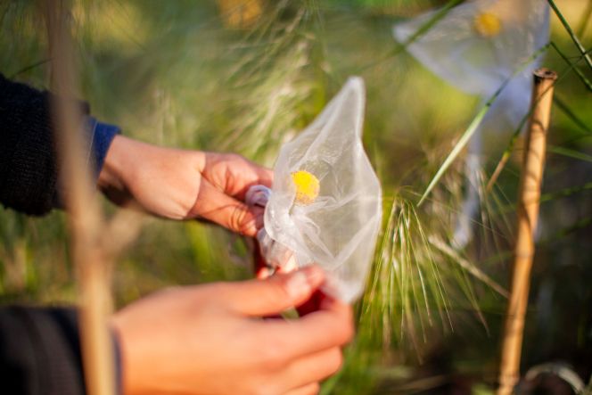Hands putting a seed collection bag over Craspedia canens (Grey Billy Buttons)